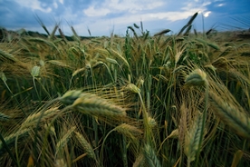 麦穗麦田绿色小麦图片