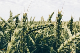 麦穗麦田绿色小麦图片