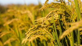 稻穗稻谷稻子丰收图片