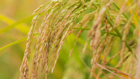 稻穗稻谷稻子丰收图片