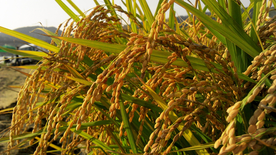 稻穗稻谷稻子丰收图片