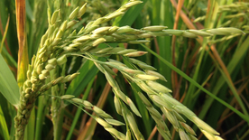 稻穗稻谷稻子丰收图片