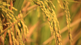 稻穗稻谷稻子丰收图片