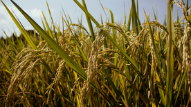 稻穗稻谷稻子丰收图片