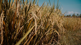 稻穗稻谷稻子丰收图片