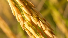 稻穗稻谷稻子丰收图片