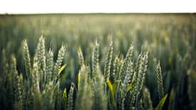 田野里生长的麦子图片