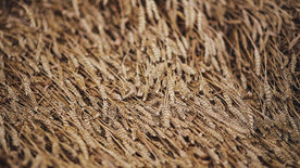 田野里生长的麦子图片