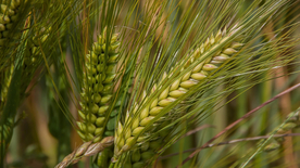 田野里生长的麦子图片