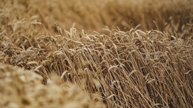 田野里生长的麦子图片