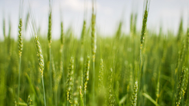 田野里生长的麦子图片