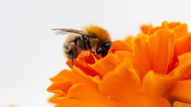 蜜蜂花间采蜜图片