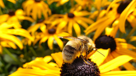 蜜蜂花间采蜜图片