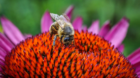 蜜蜂花间采蜜图片