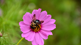 蜜蜂花间采蜜图片