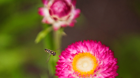 蜜蜂花间采蜜图片