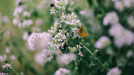 蜜蜂花间采蜜图片