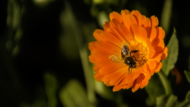 蜜蜂花间采蜜图片