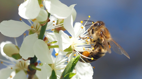 蜜蜂花间采蜜图片