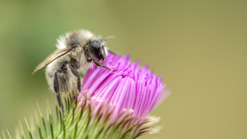 蜜蜂花间采蜜图片