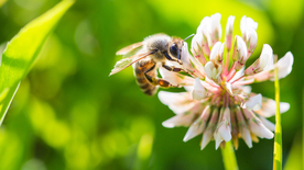 蜜蜂花间采蜜图片
