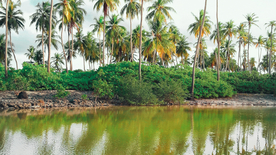 马尔代夫沙滩海岸图片