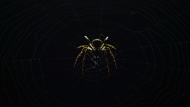蜘蛛蜘蛛网图片