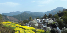 黄山白房子油菜花