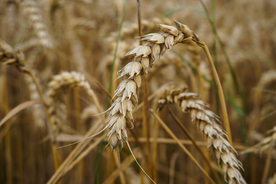 麦穗小麦穗子麦田图片