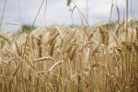 麦穗小麦穗子麦田图片