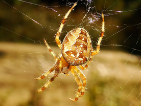 蜘蛛网蜘蛛图片