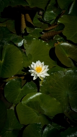 白莲白色睡莲图片