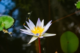 白莲白色睡莲图片