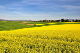 油菜花菜籽花图片