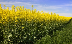 油菜花菜籽花图片