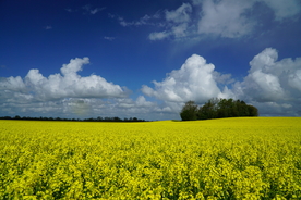 油菜花菜籽花图片