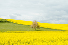 油菜花菜籽花图片