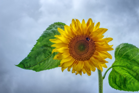 向日葵花太阳花图片