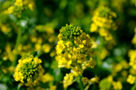 油菜花菜籽花图片