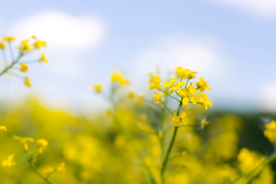 油菜花菜籽花图片