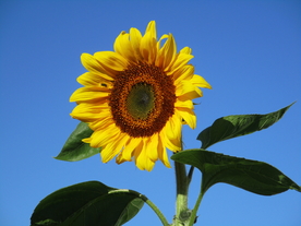 向日葵太阳花葵花图片