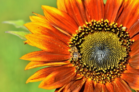向日葵太阳花葵花图片