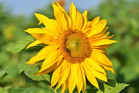 向日葵太阳花葵花图片