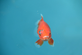 金鱼锦鲤水族观赏鱼图片