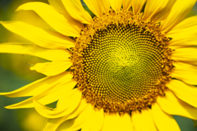 太阳花葵花向日葵图片