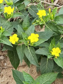 茉莉喇叭花野花