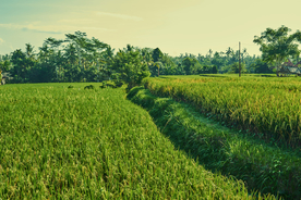 稻田