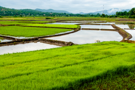 稻田