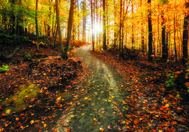 秋天的树林小径金黄色的银杏树叶