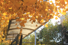 秋天初黄银杏大道